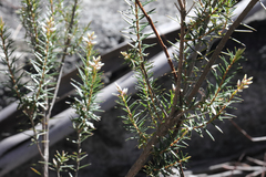 Acrothamnus melaleucoides