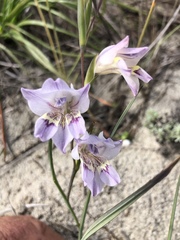 Gladiolus gracilis