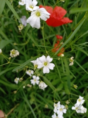 Gypsophila elegans