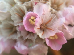 Armeria macrophylla