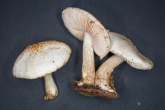Pluteus leucoborealis