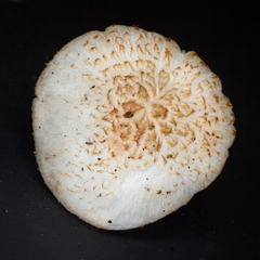 Pluteus leucoborealis