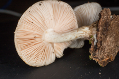 Pluteus leucoborealis
