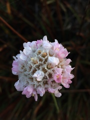 Armeria macrophylla