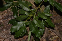 Schizomeria ovata