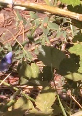 Cupido amyntula