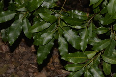Schizomeria ovata