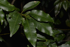 Schizomeria ovata
