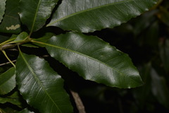 Schizomeria ovata
