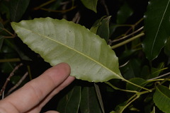 Schizomeria ovata