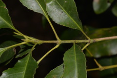 Schizomeria ovata