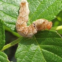 Melanchra persicariae