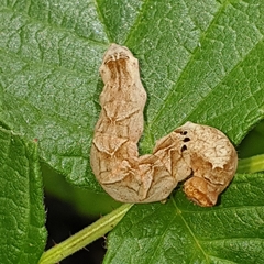 Melanchra persicariae