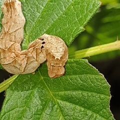 Melanchra persicariae