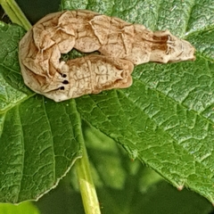Melanchra persicariae
