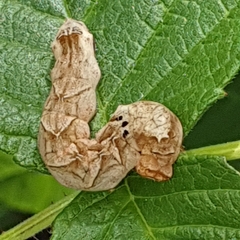 Melanchra persicariae