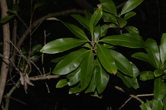 Excoecaria agallocha