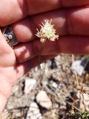Allium marschalianum