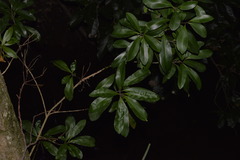 Excoecaria agallocha