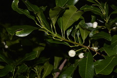 Acronychia oblongifolia