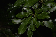 Acronychia oblongifolia