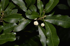 Acronychia oblongifolia