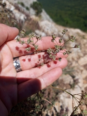 Pimpinella tragium