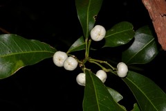 Acronychia oblongifolia