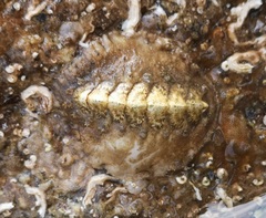 Acanthochitona fascicularis image