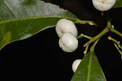 Acronychia oblongifolia