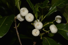 Acronychia oblongifolia