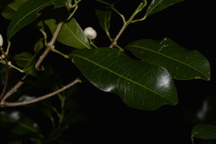 Acronychia oblongifolia