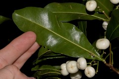 Acronychia oblongifolia