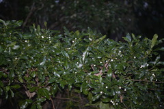 Acronychia oblongifolia