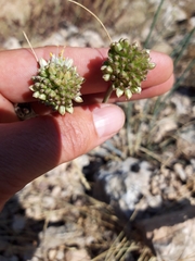 Allium marschalianum