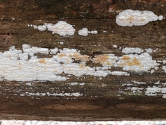 Skeletocutis papyracea