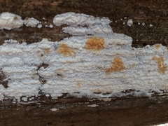 Skeletocutis papyracea