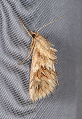Cynaeda dentalis