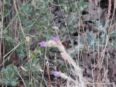 Petrorhagia prolifera