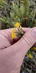 Galatella biflora