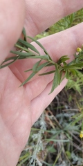 Galatella biflora