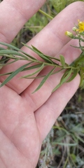 Galatella biflora