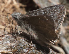 Erynnis propertius