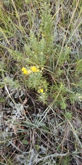 Galatella biflora