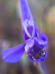 Delphinium gracile