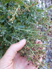 Scrophularia rupestris