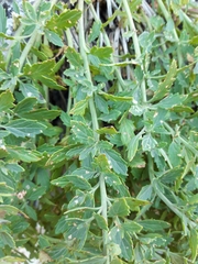 Scrophularia rupestris