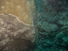 Porites rus
