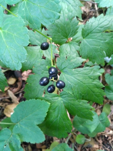 Baneberry (Actaea spicata)