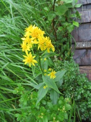 Solidago decurrens